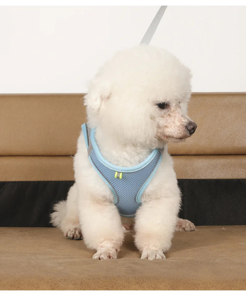 Small Dog Harness & Leash Set