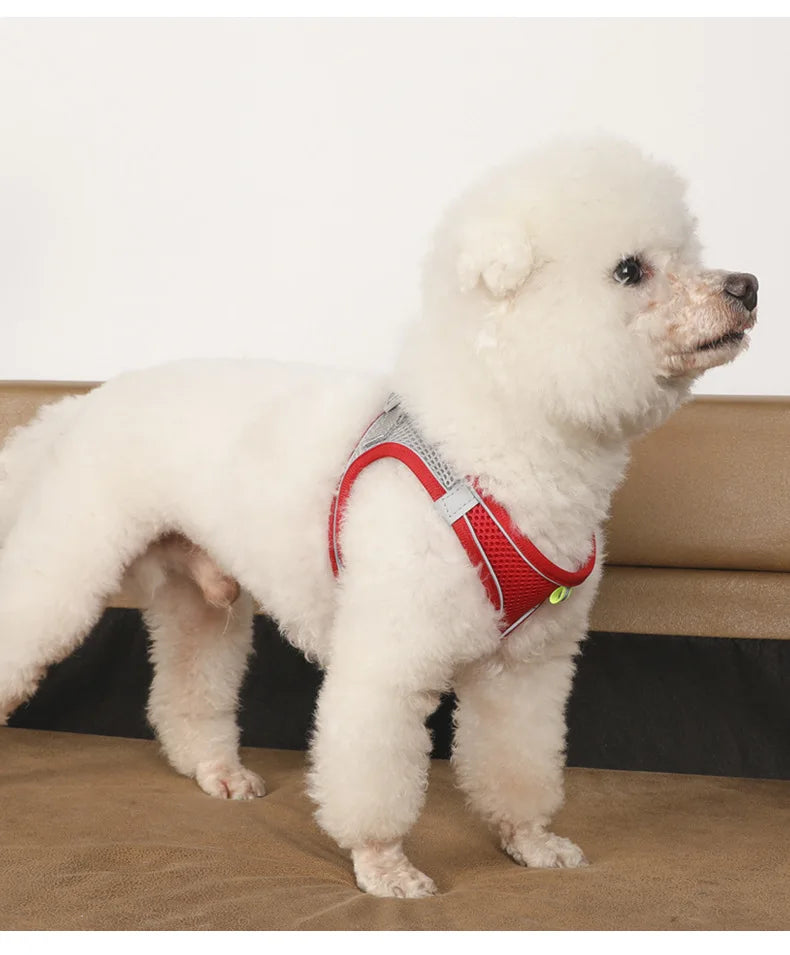 Small Dog Harness & Leash Set