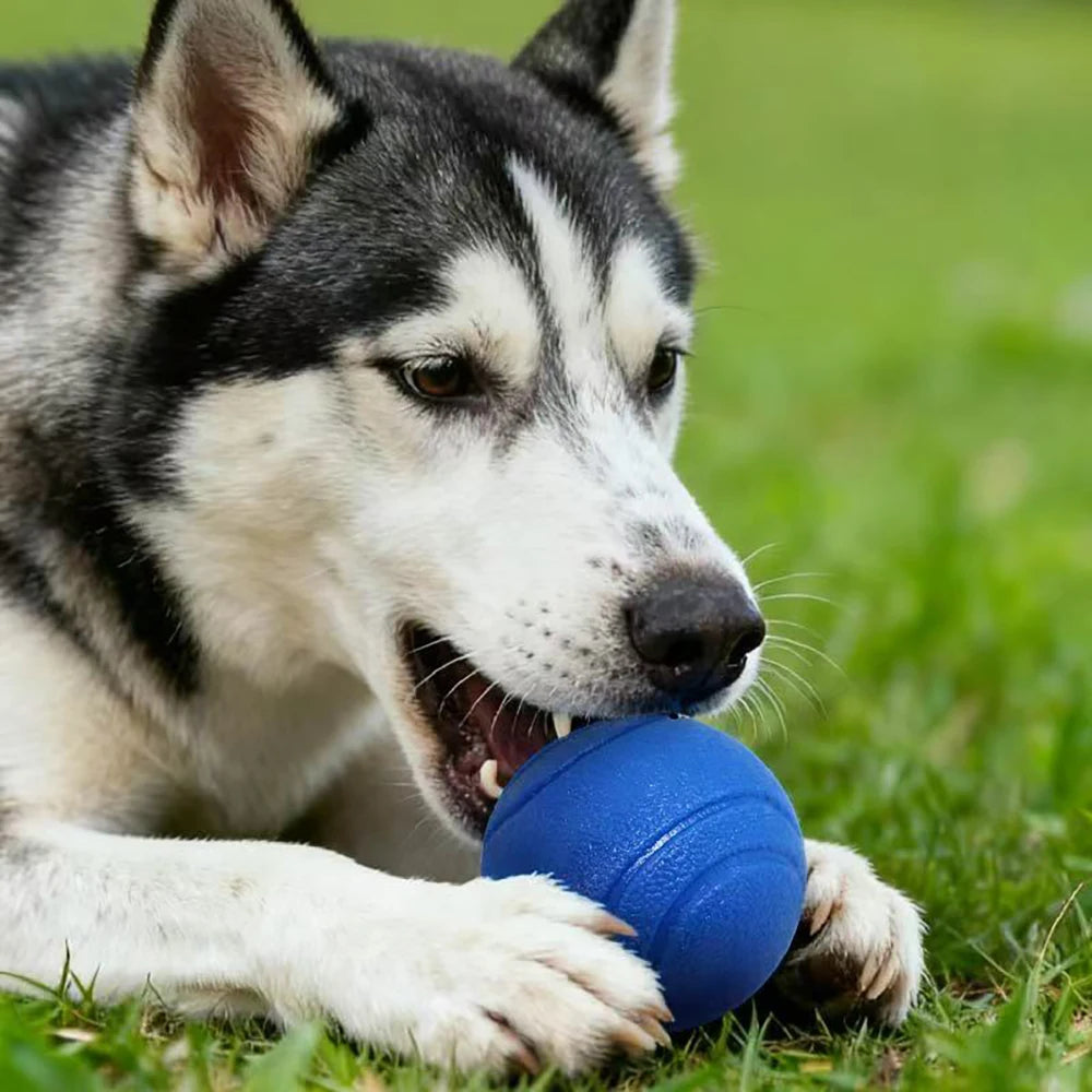 Solid Rubber Fetch Ball for Dogs & Cats