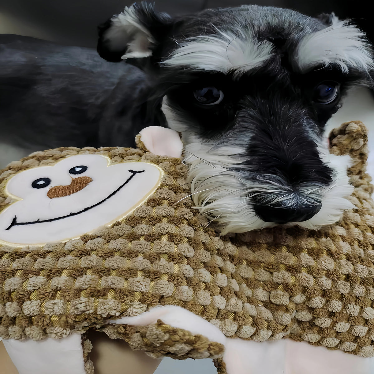 No-Stuffing Squeaky Dog Toys