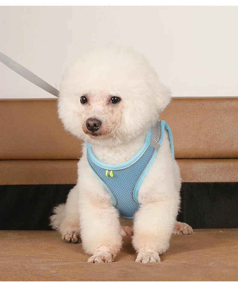 Small Dog Harness & Leash Set