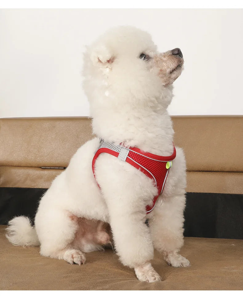 Small Dog Harness & Leash Set
