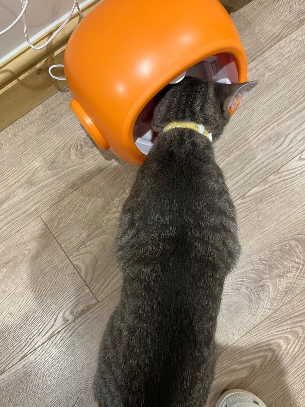 Smart Microchip Pet Feeder